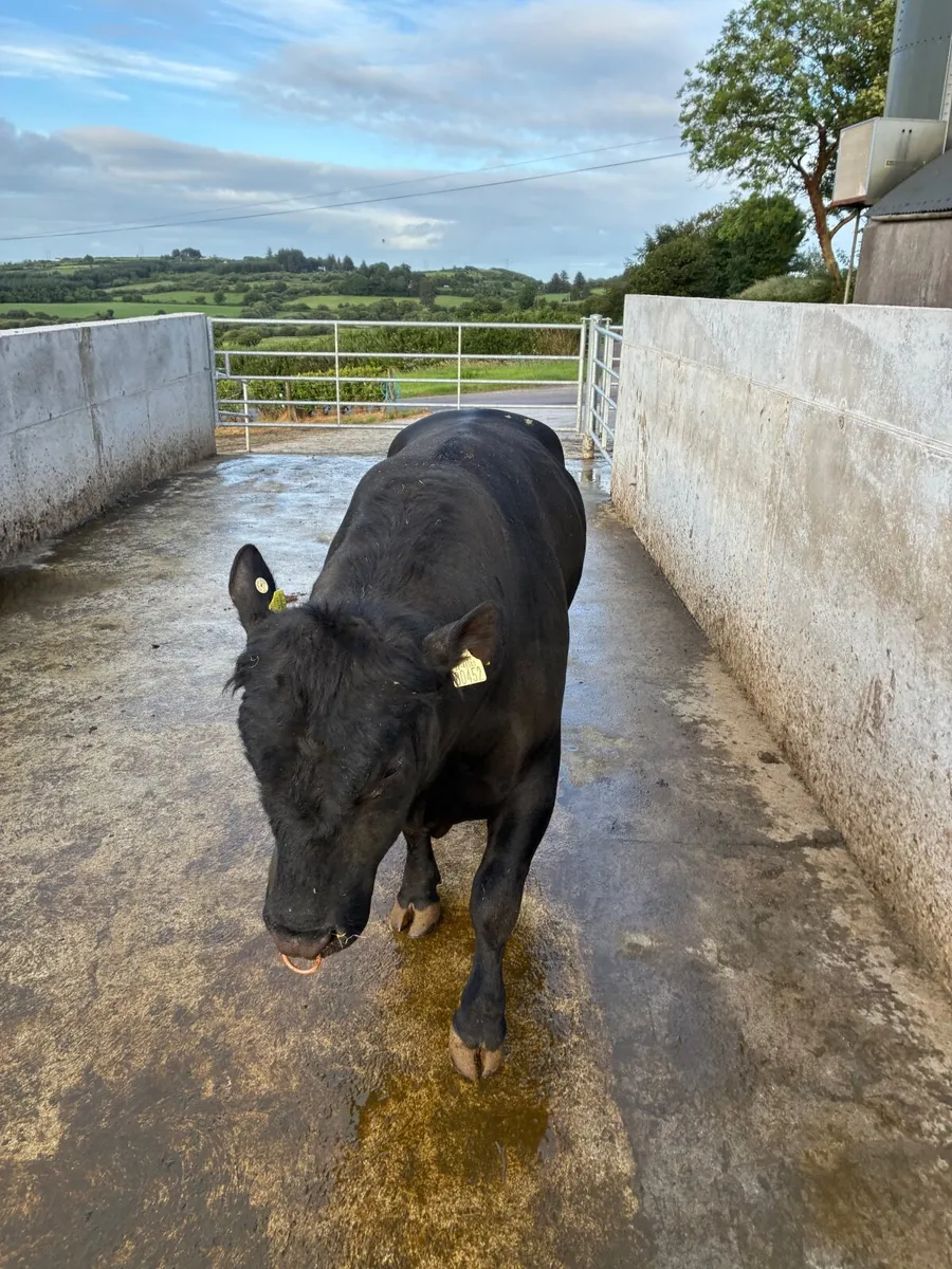 Pedigree AA Bull - Image 3