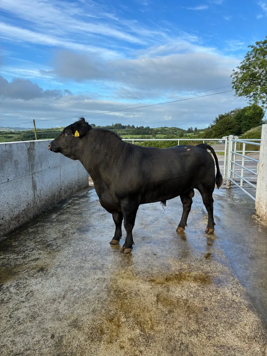 Pedigree AA Bull - Image 1