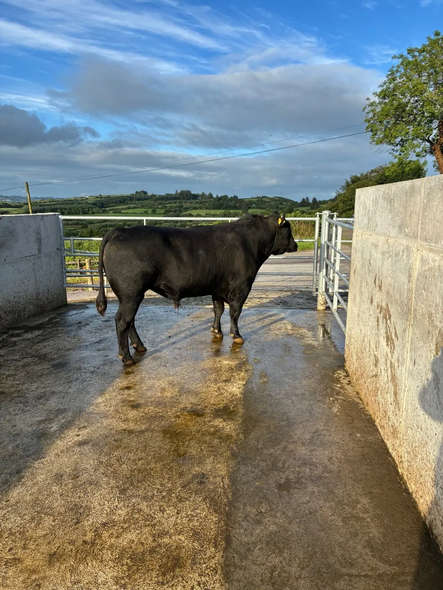 Pedigree AA Bull - Image 4