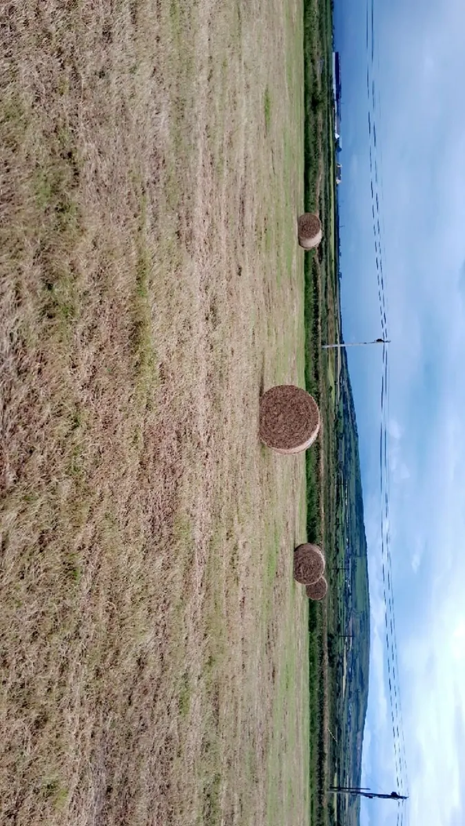 Hay for sale - Image 3