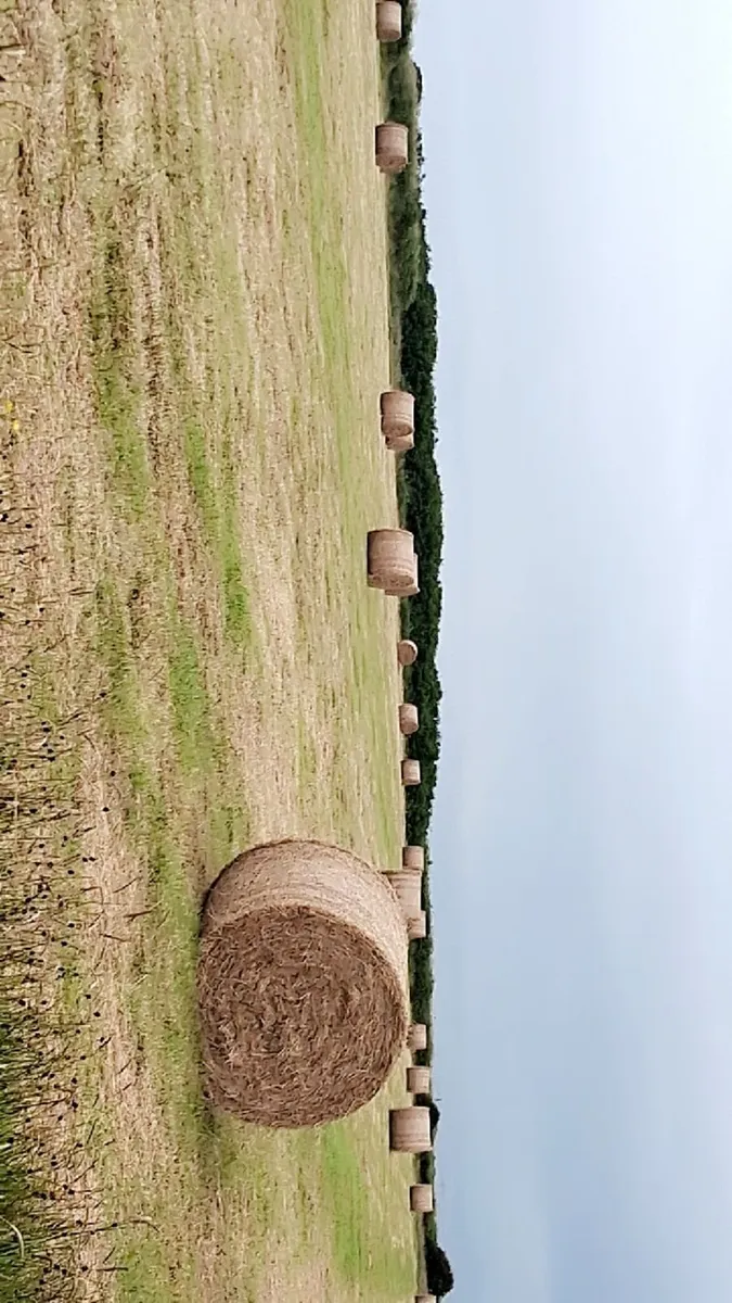 Hay for sale - Image 4