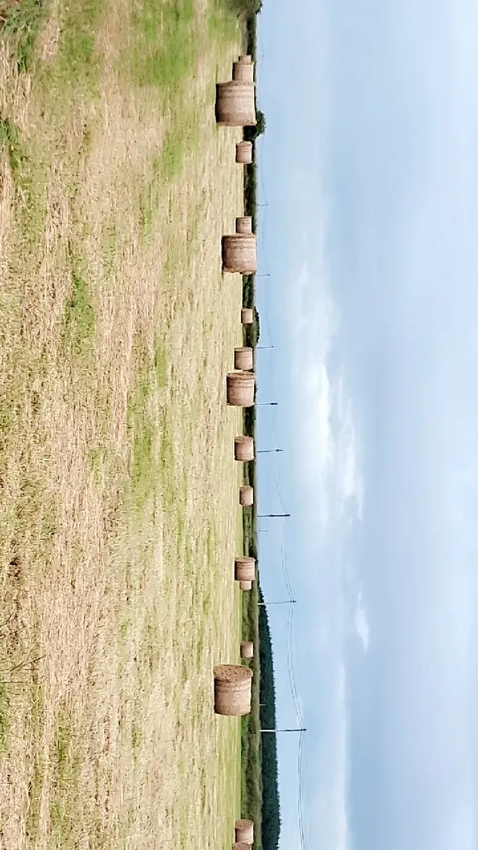 Hay for sale - Image 1