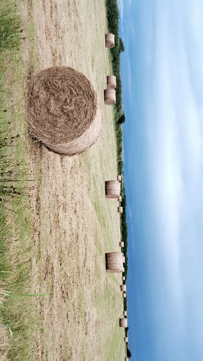 Hay for sale - Image 2