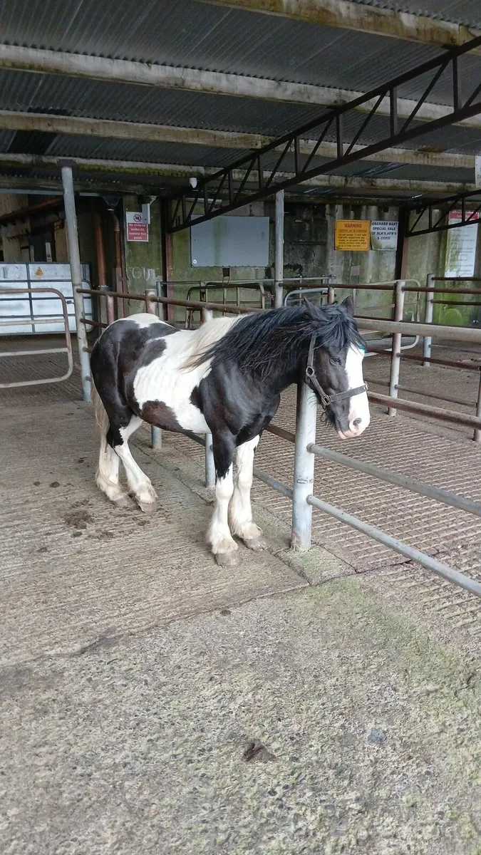 3 coloured cob colts - Image 1