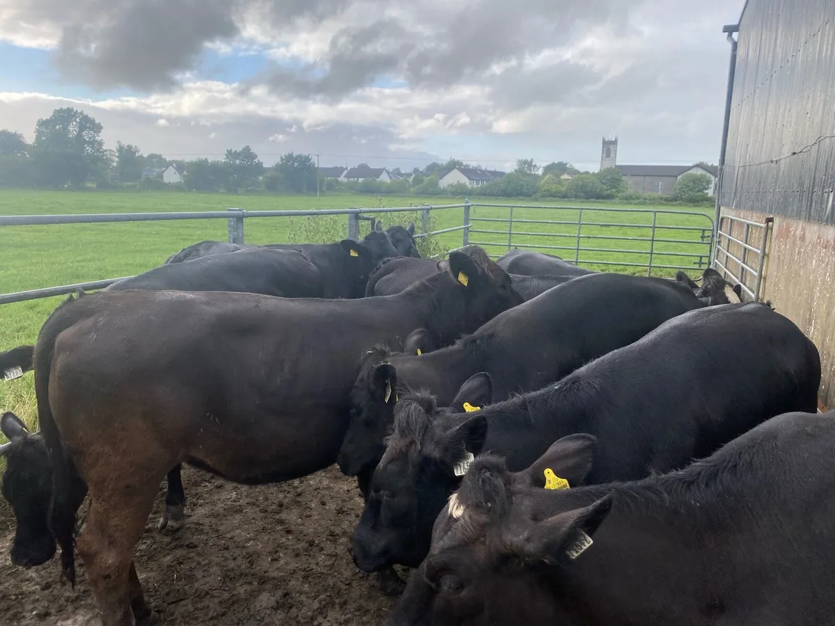 Heifers - Image 1