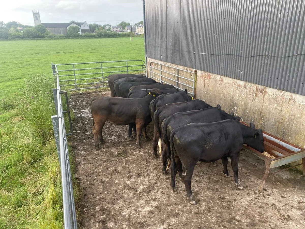 Heifers - Image 3