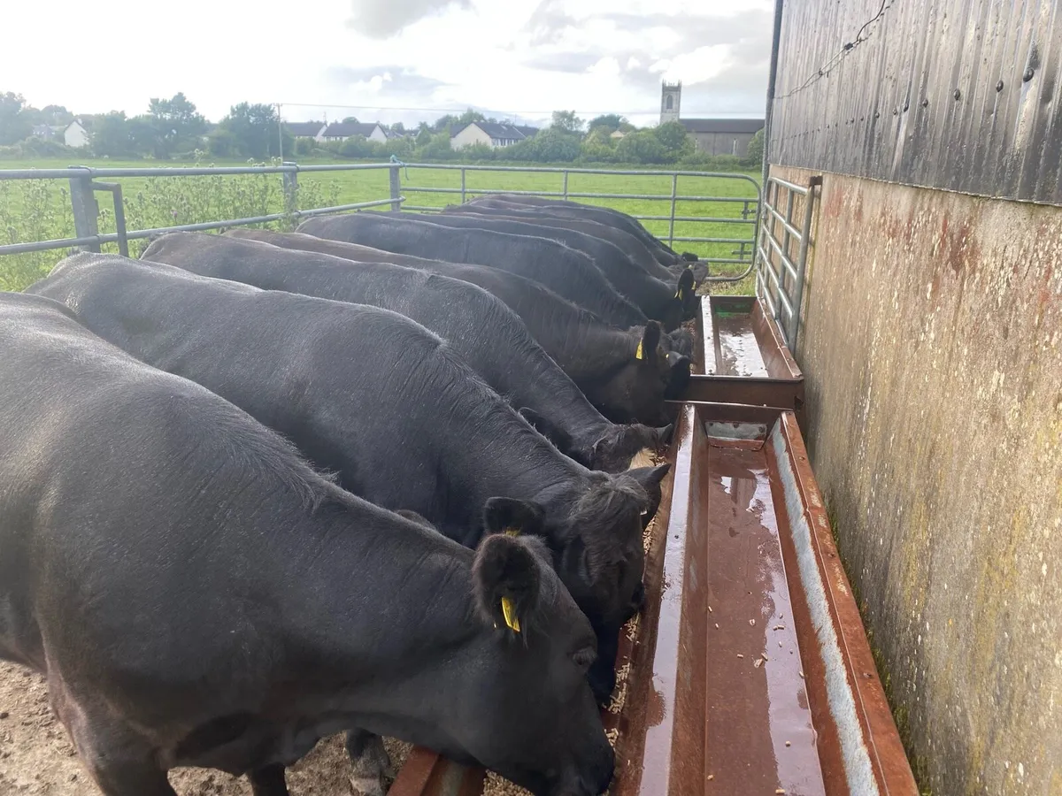 Heifers - Image 4