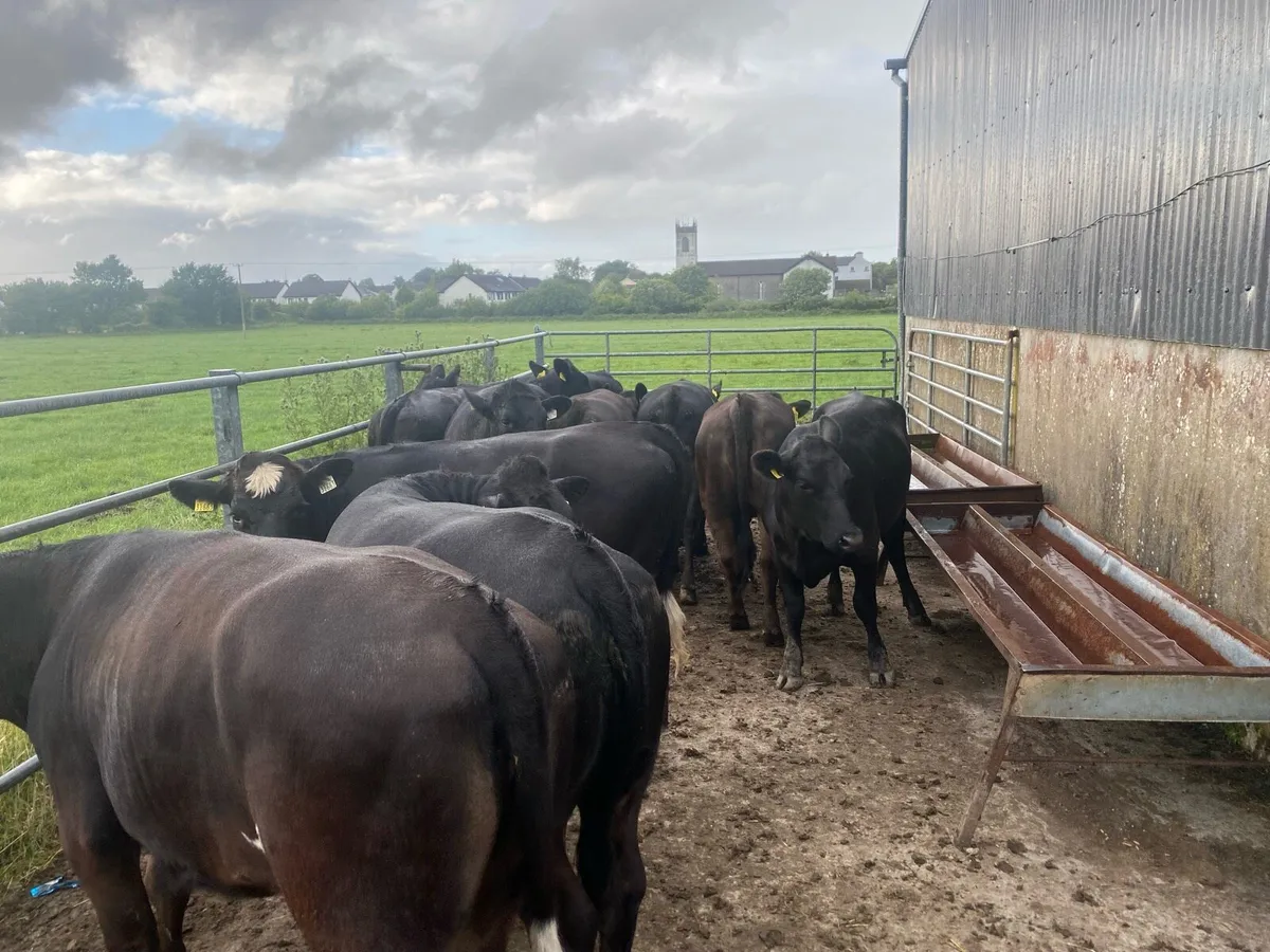 Heifers - Image 2