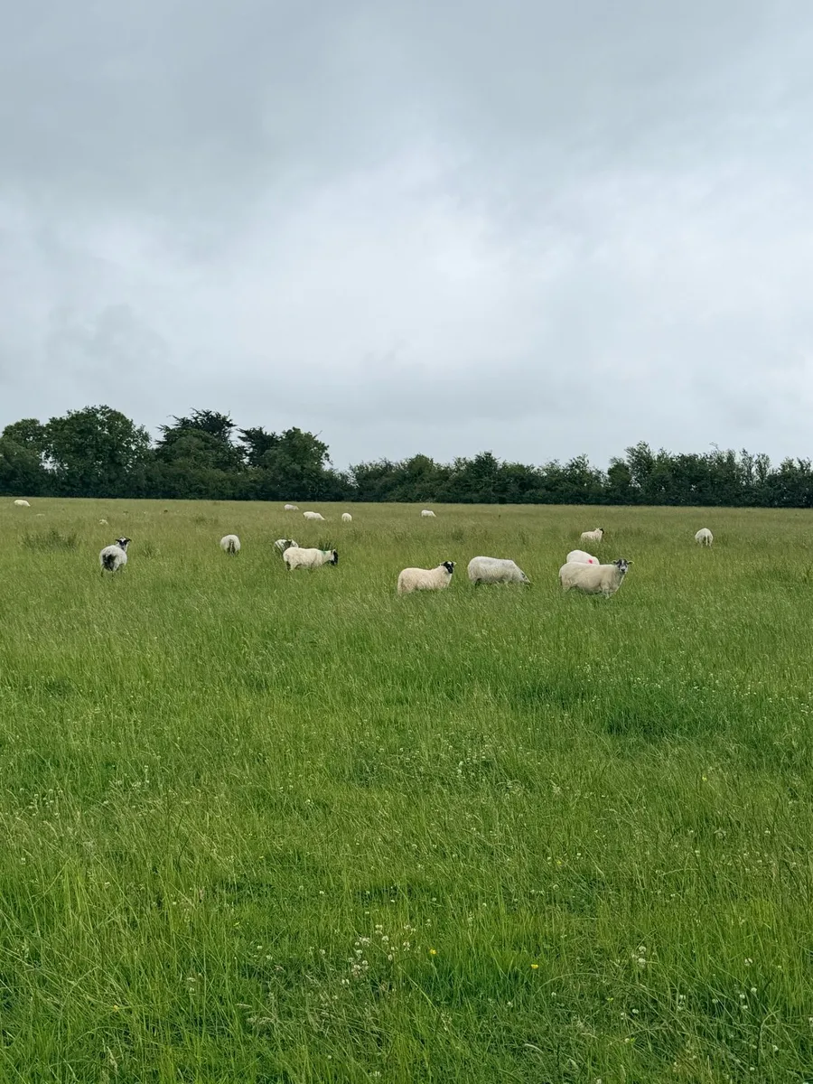 65 Strong Fleshy Ewes & Lambs - Image 1