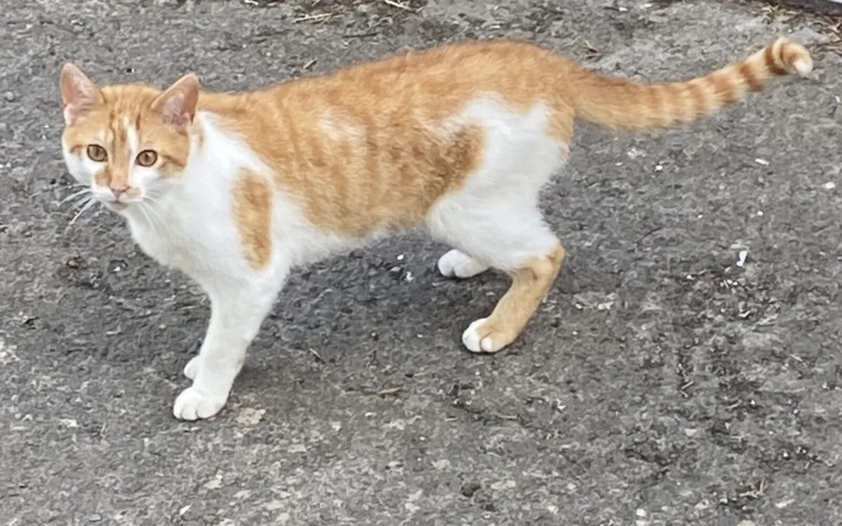 Kittens for sale - Image 2
