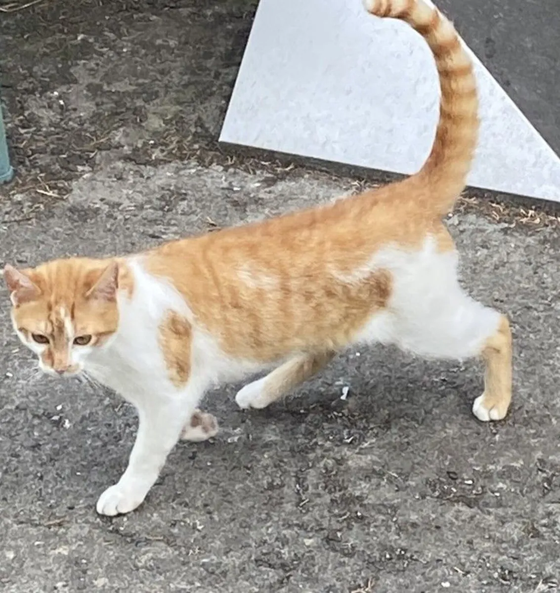 Kittens for sale - Image 3