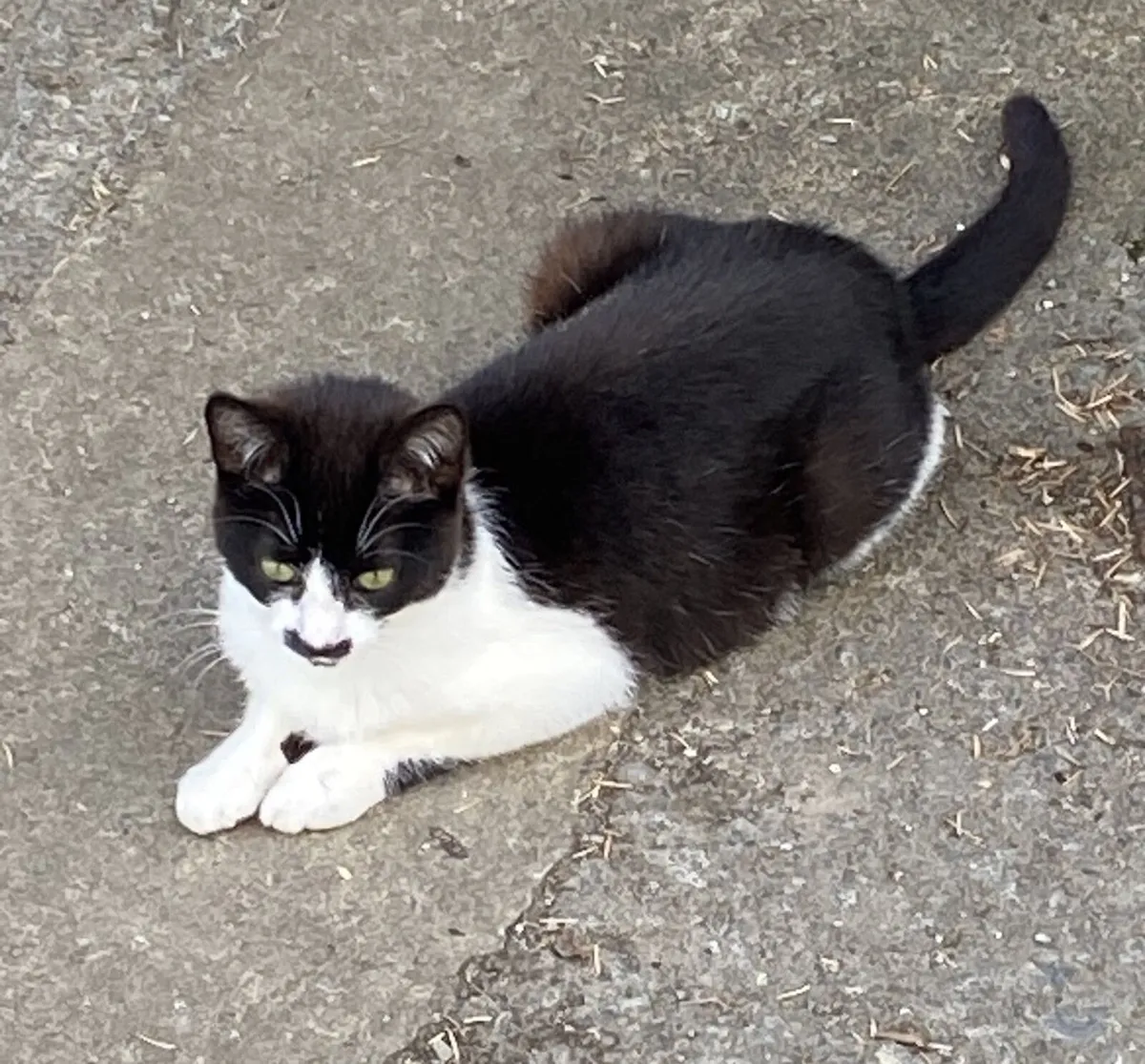 Kittens for sale - Image 1