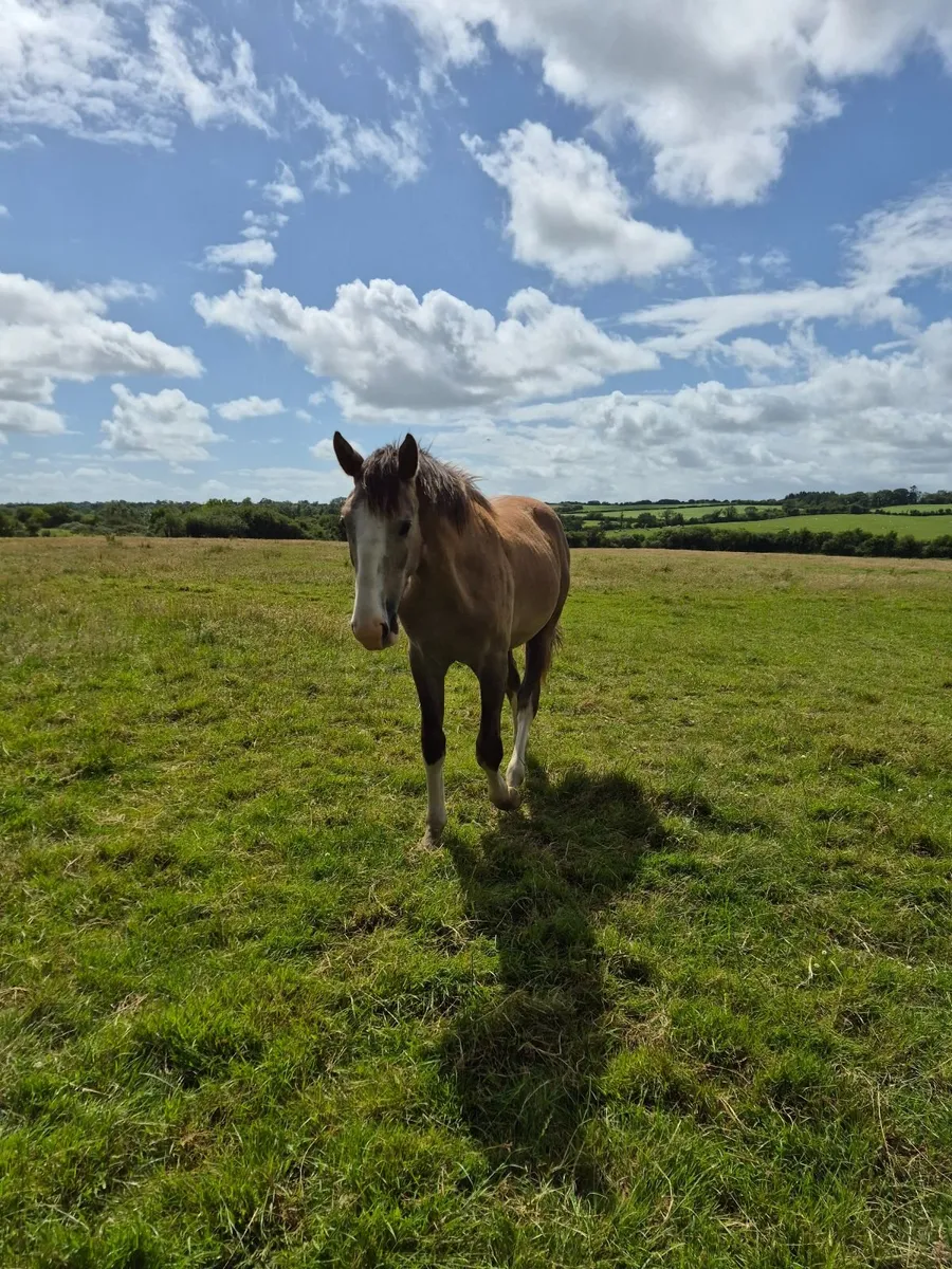 Tullabeg Fusion Colt - Image 1