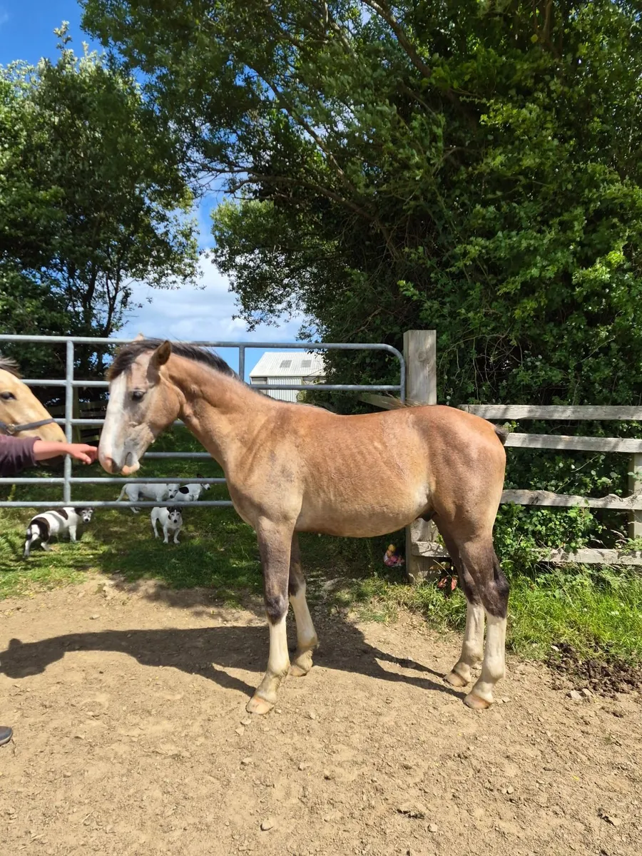 Tullabeg Fusion Colt - Image 3