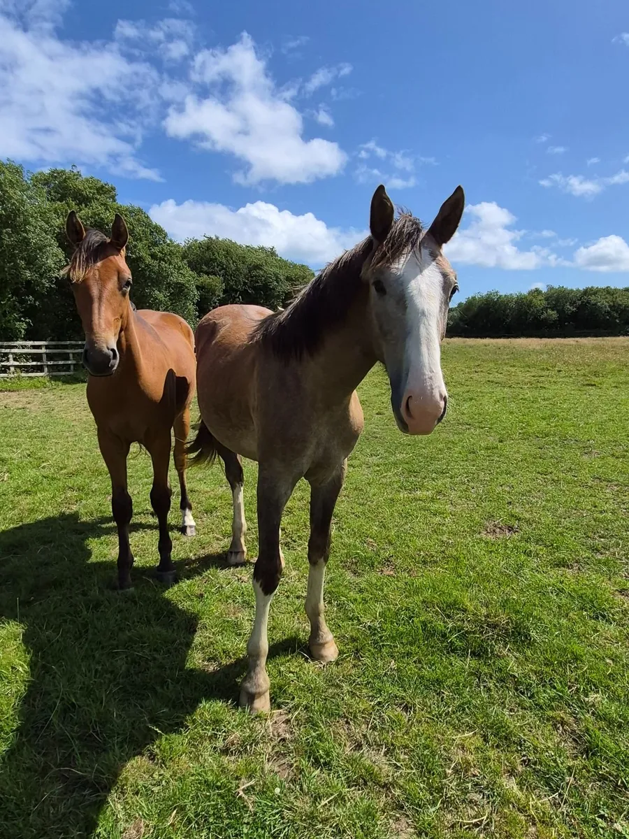 Tullabeg Fusion Colt - Image 2