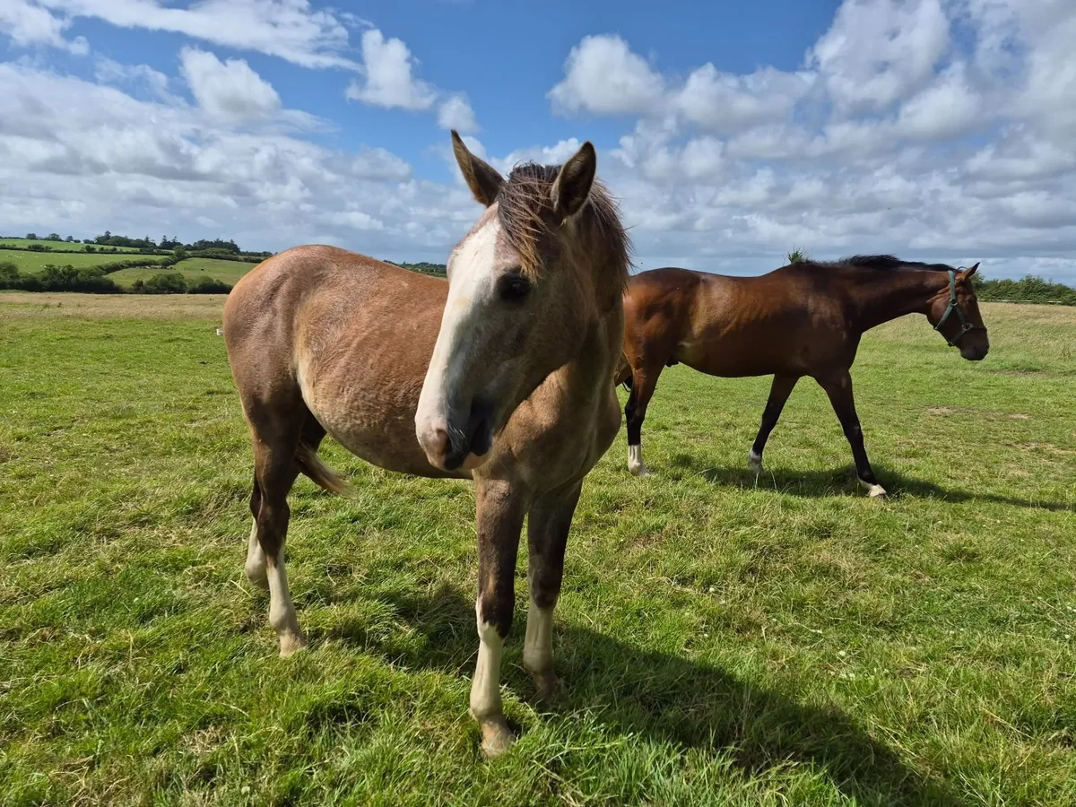 Tullabeg Fusion Colt - Image 4