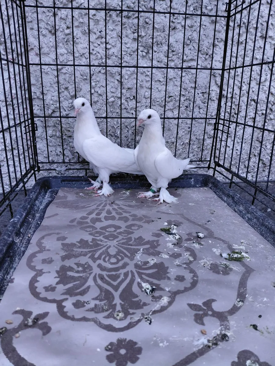 Pigeons - Image 3