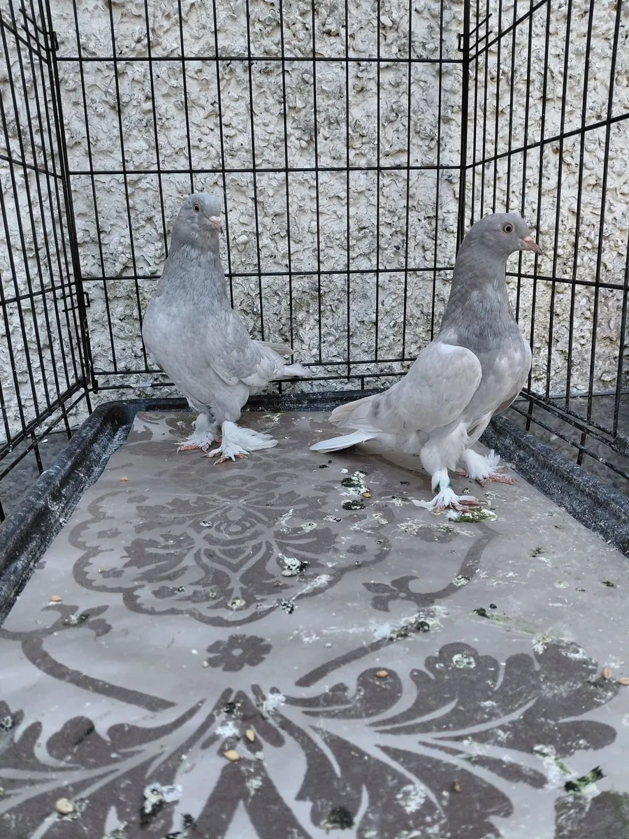 Pigeons - Image 2