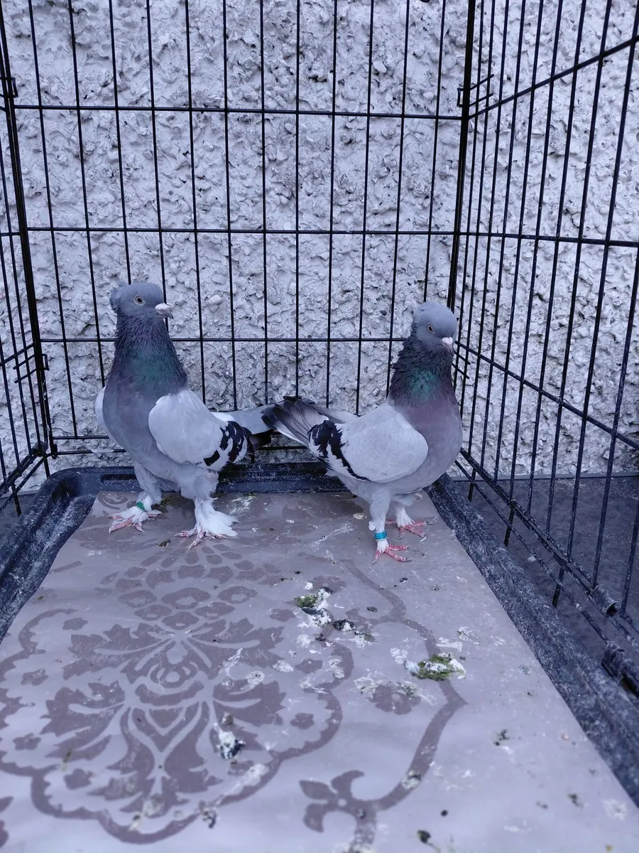Pigeons - Image 4