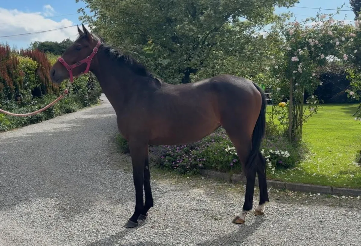 Ideal project horse - Image 2