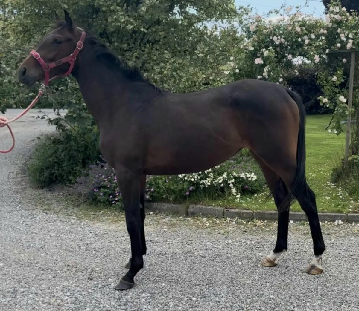 Ideal project horse - Image 1
