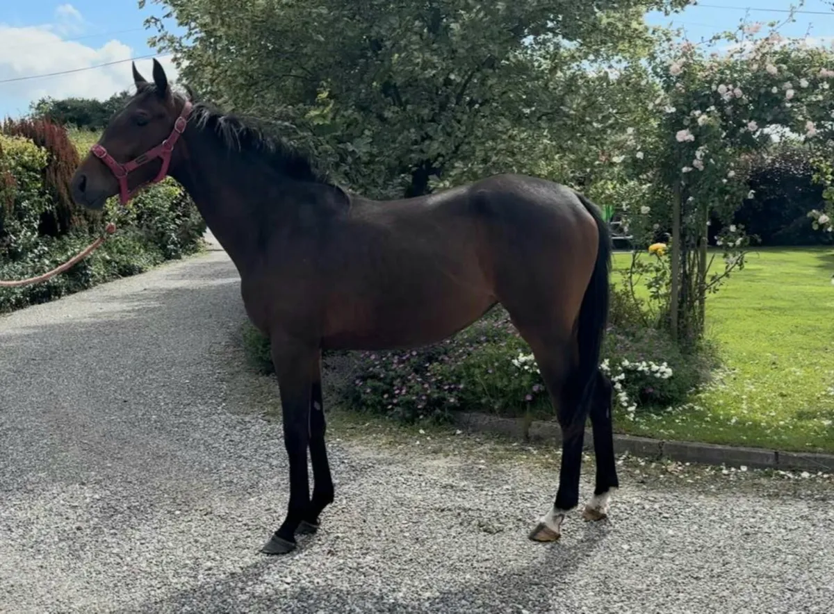 Ideal project horse - Image 3
