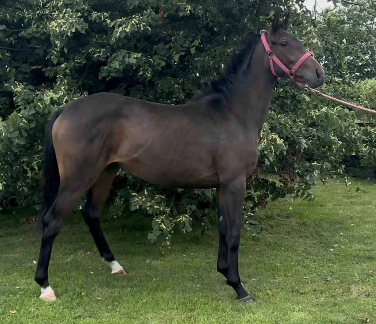 Ideal project horse - Image 4