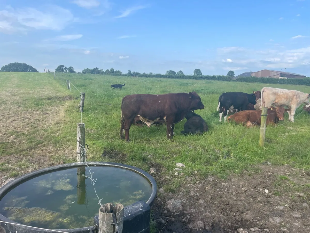 4 star Shorthorn Bull - Image 3