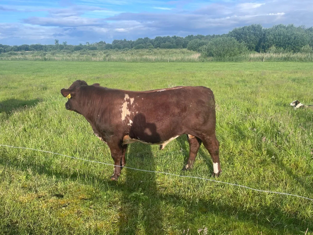 4 star Shorthorn Bull - Image 2