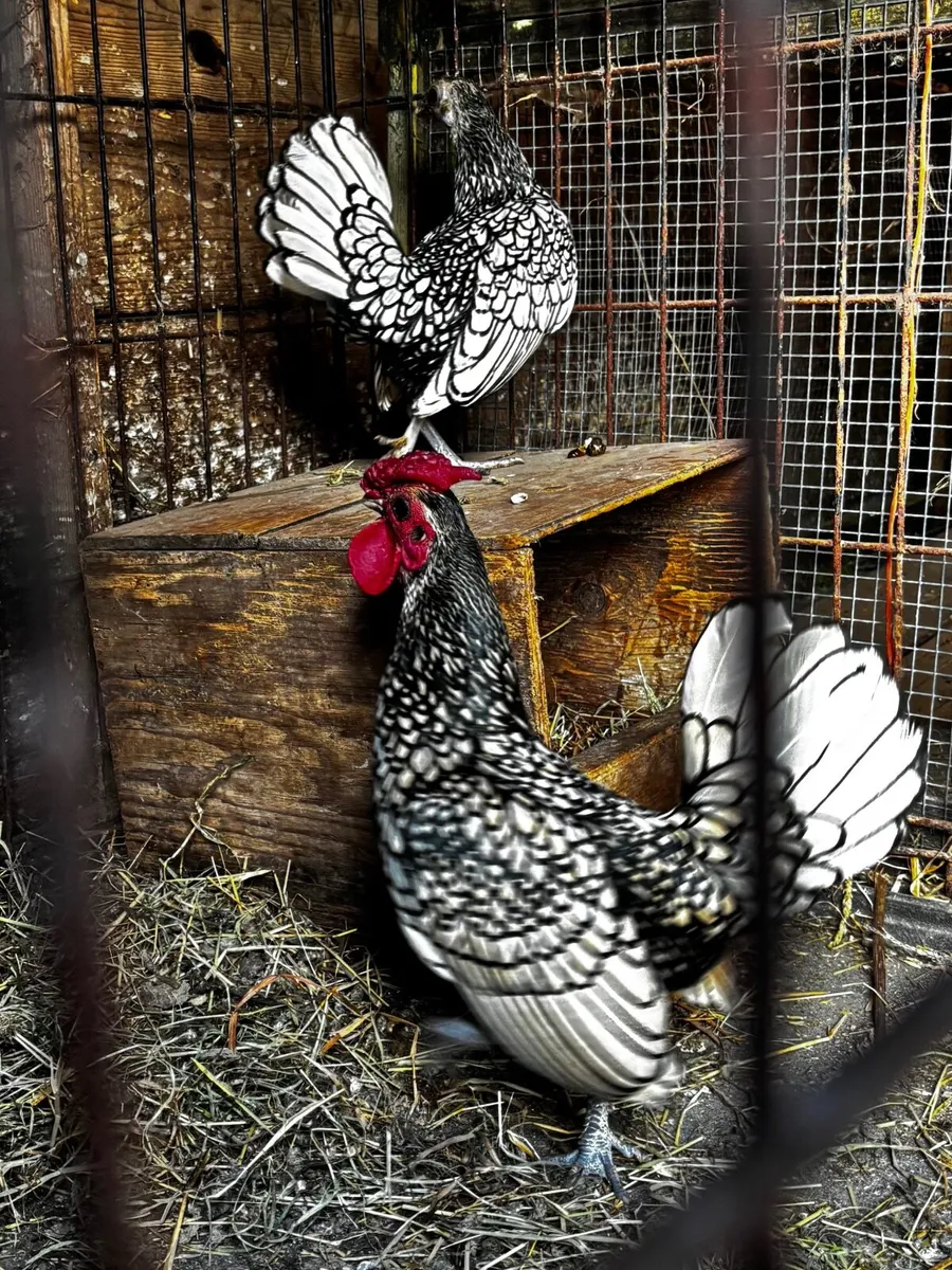 Silver sebright bantams