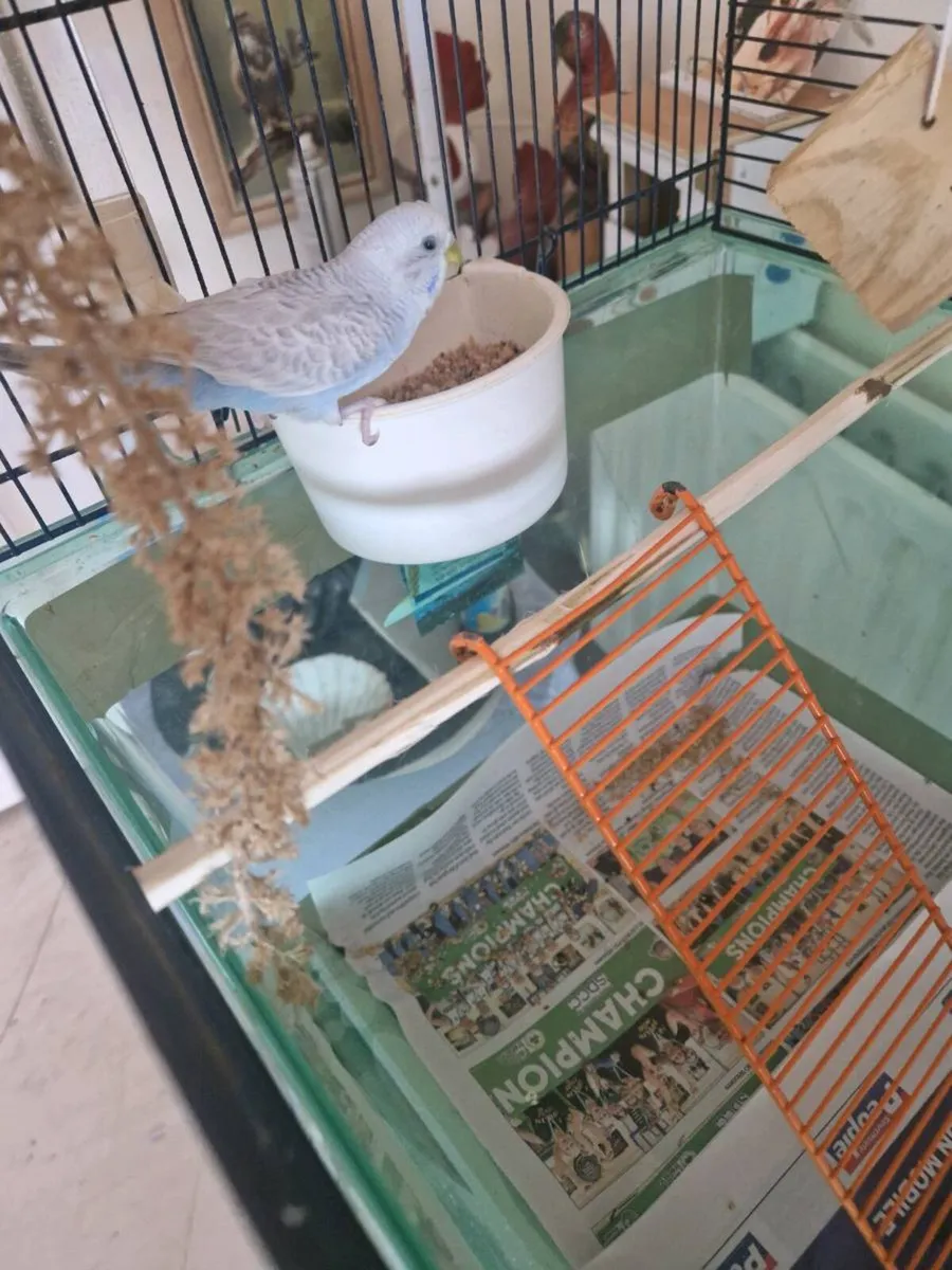Budgie. and cage food - Image 1