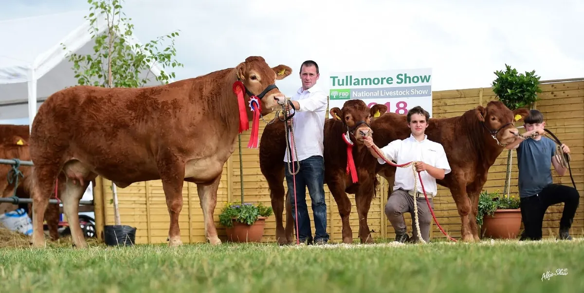 Whitehall Wonders Online Pedigree Limousin Sale - Image 2