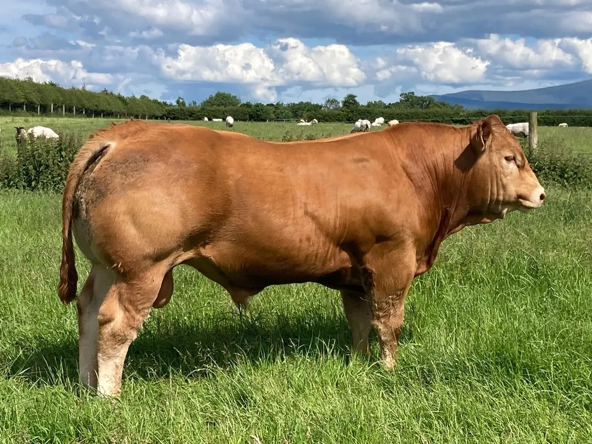 Whitehall Wonders Online Pedigree Limousin Sale - Image 3