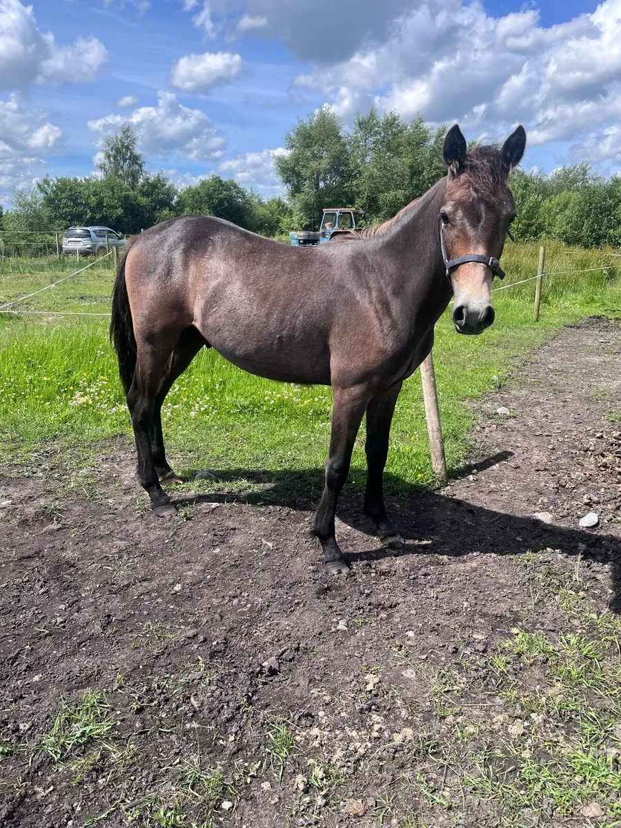 Yearling Pony - Image 3