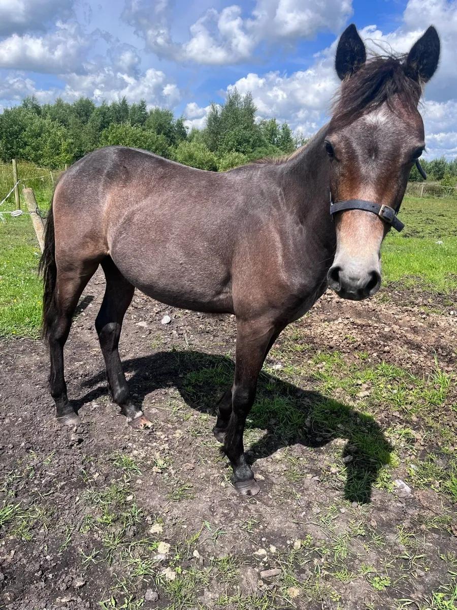 Yearling Pony - Image 4