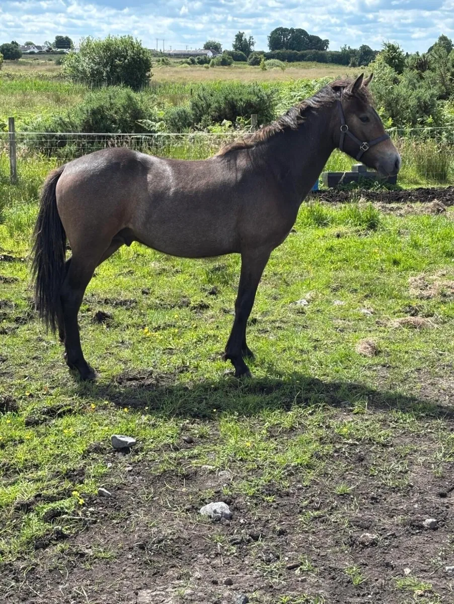 Yearling Pony - Image 2