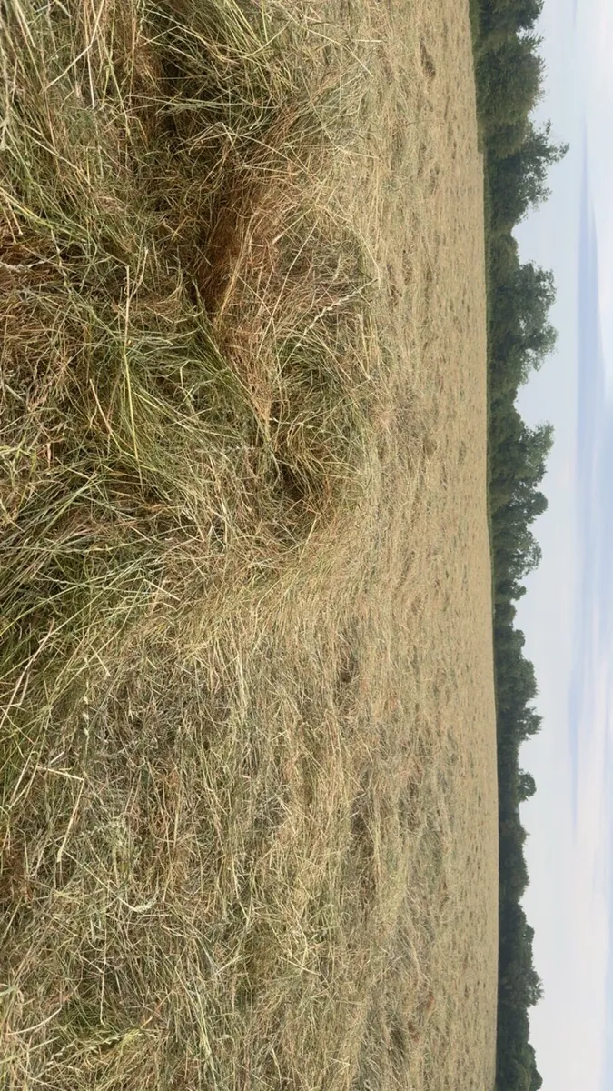 Top Quality Round Bales Of Haylage - Image 1