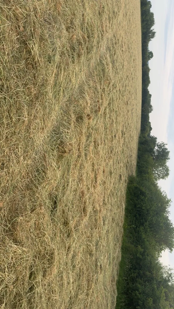 Top Quality Round Bales Of Haylage - Image 2