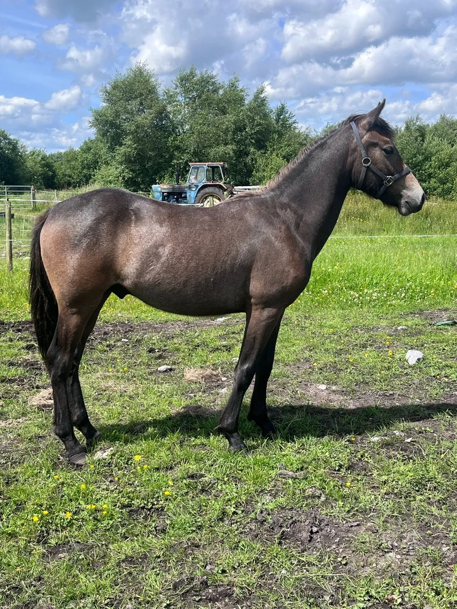 Yearling Pony - Image 1