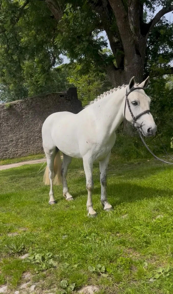 🤩Tod 14.2 Connemara gelding🤩 - Image 1