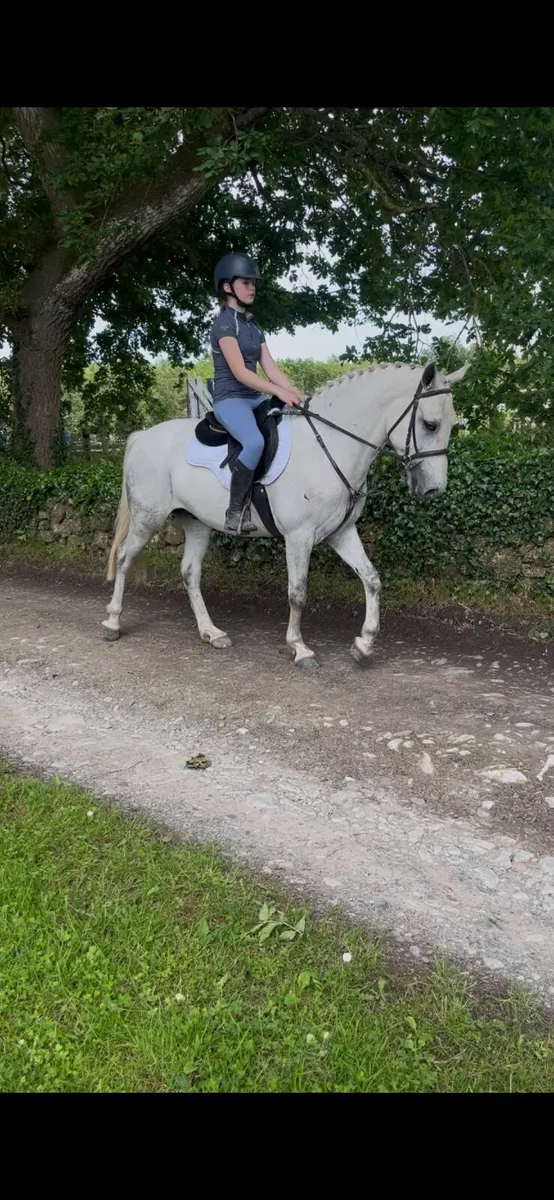 🤩Tod 14.2 Connemara gelding🤩 - Image 3