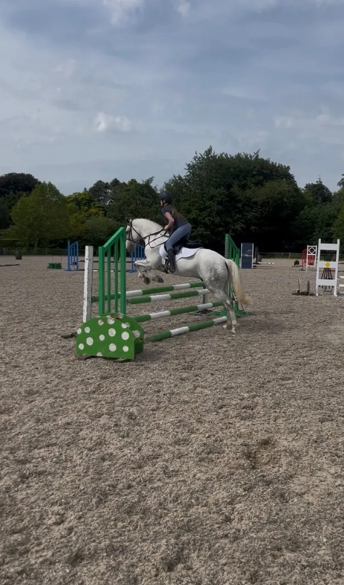 🤩Tod 14.2 Connemara gelding🤩 - Image 4