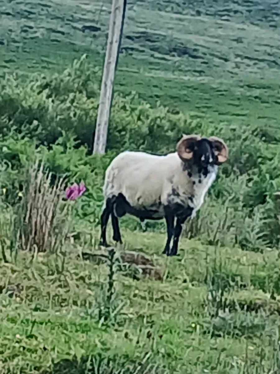 Sheep - Image 1