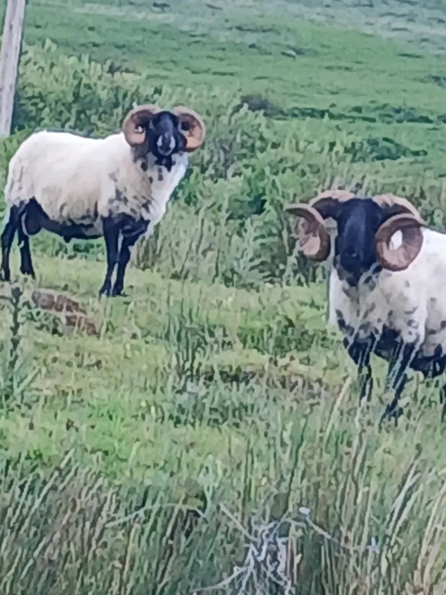 Sheep - Image 2