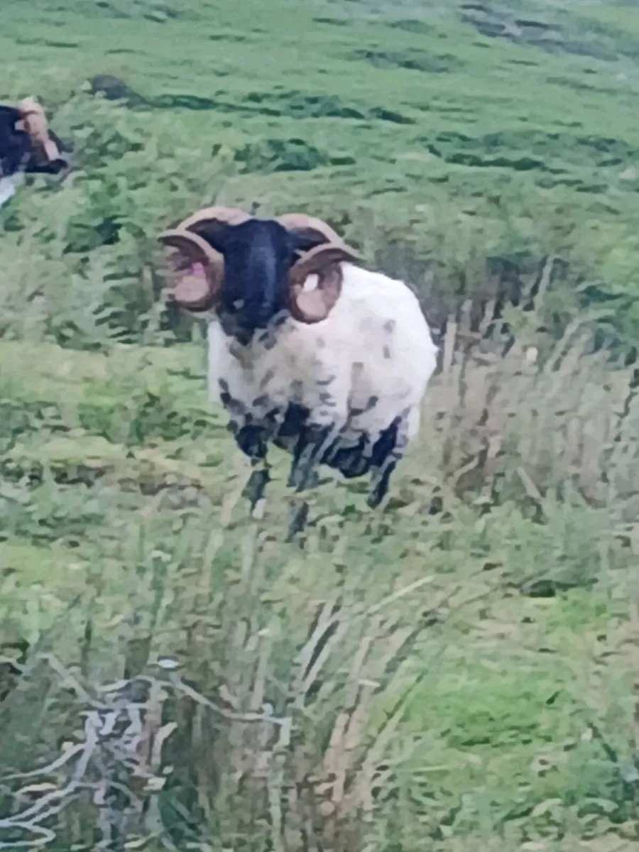 Sheep - Image 3
