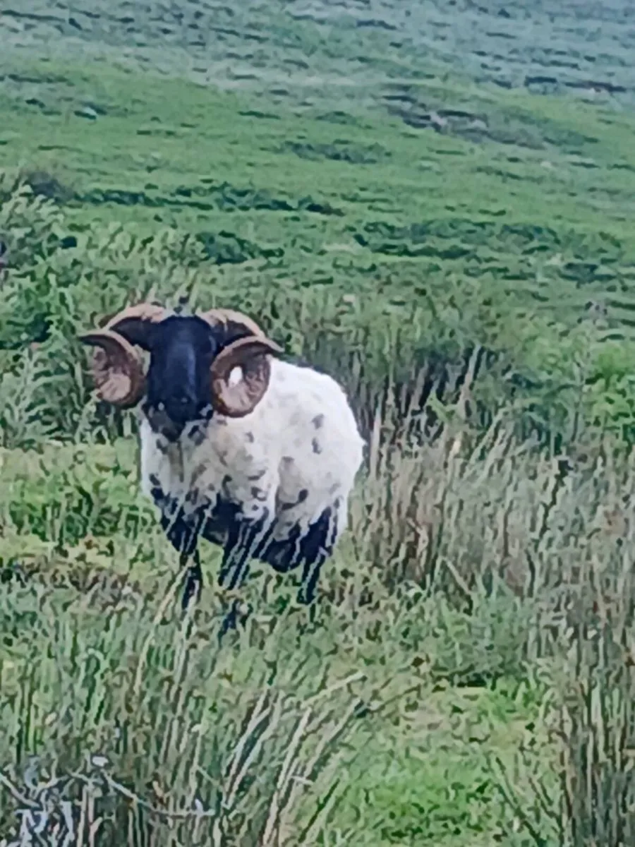 Sheep - Image 4