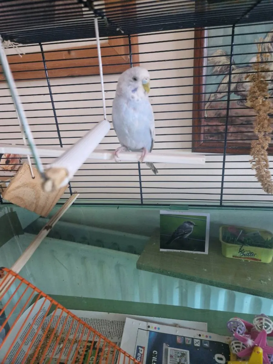 One Budgie. and cage food . - Image 2