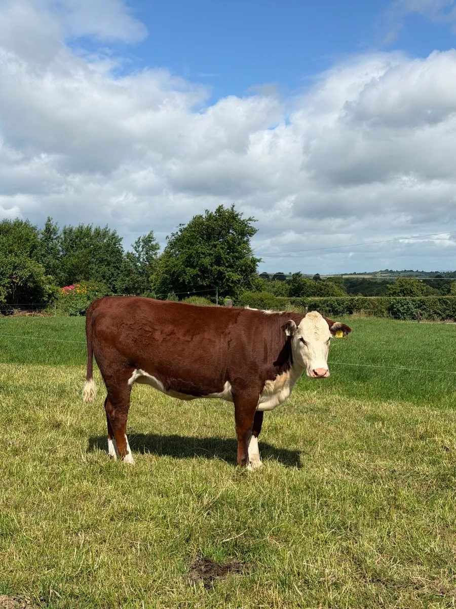 Hereford heifer *polled* - Image 2