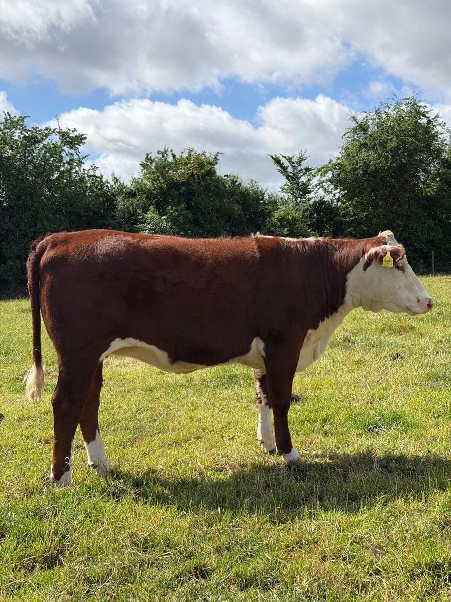 Hereford heifer *polled* - Image 3