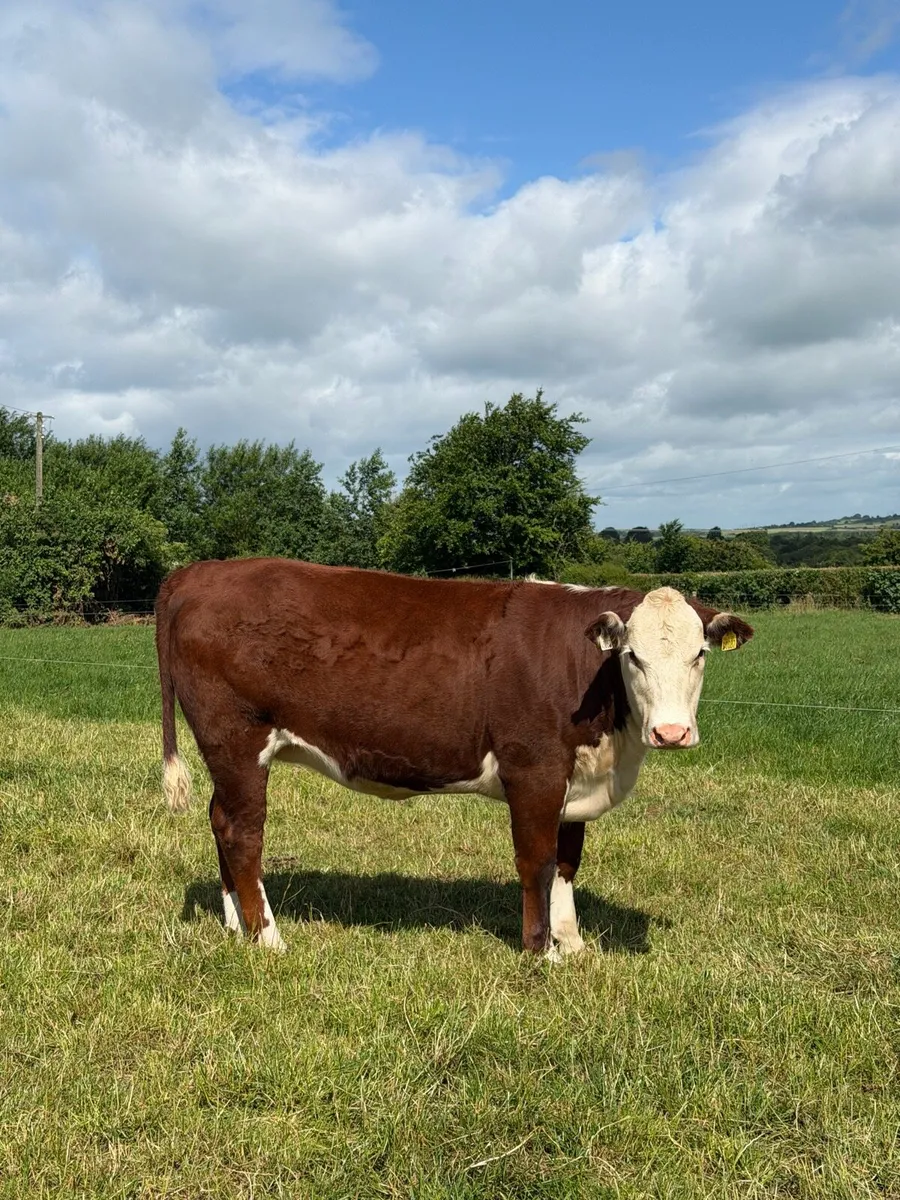 Hereford heifer *polled* - Image 1